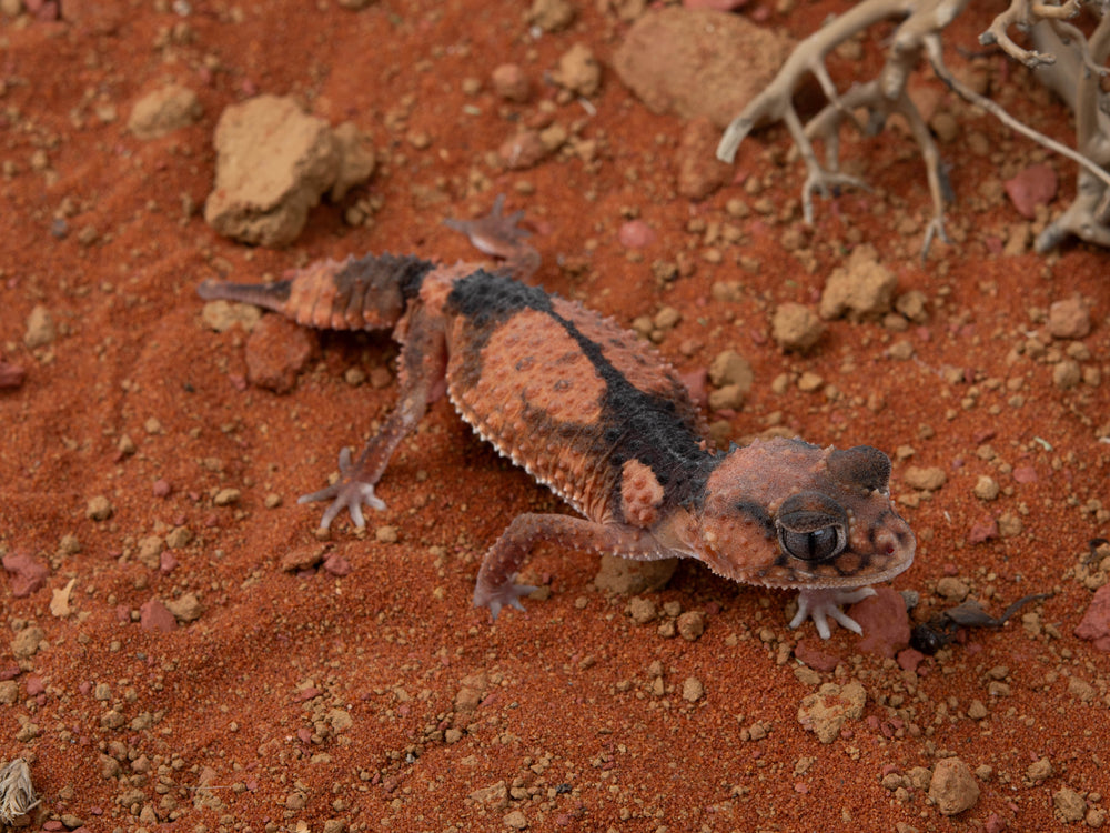 Female N. Wheeleri Wheeleri (NGNWW-1112-12)