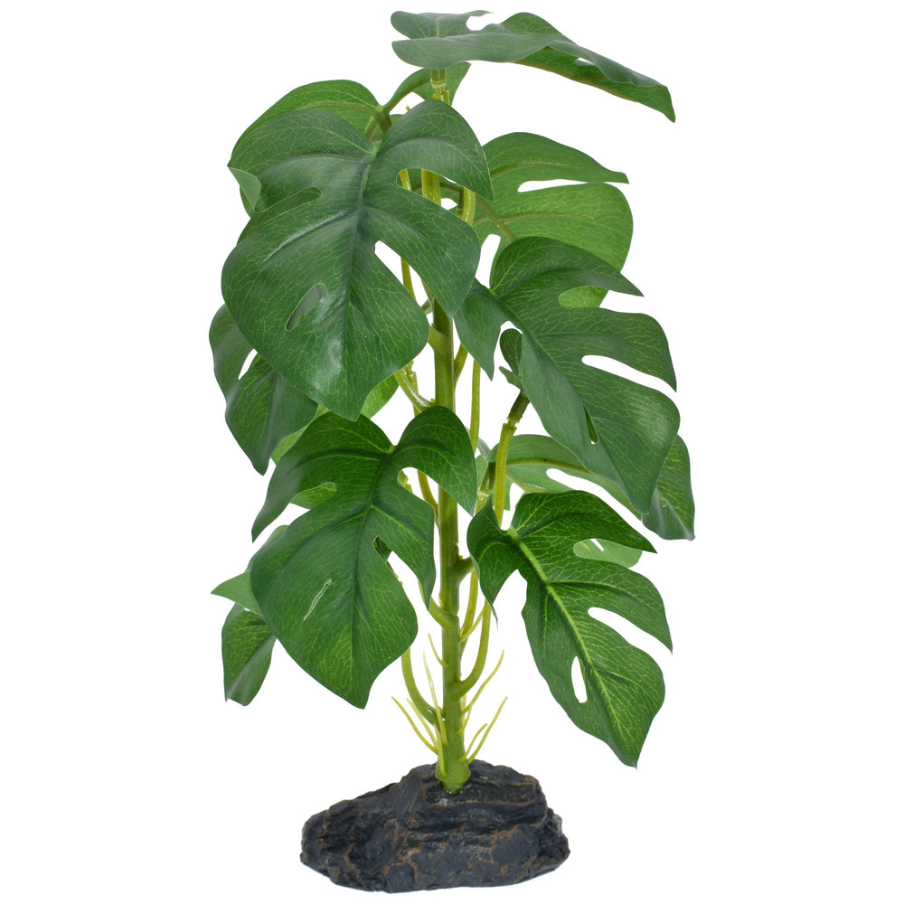 Komodo Standing Monstera Plant - Small 10